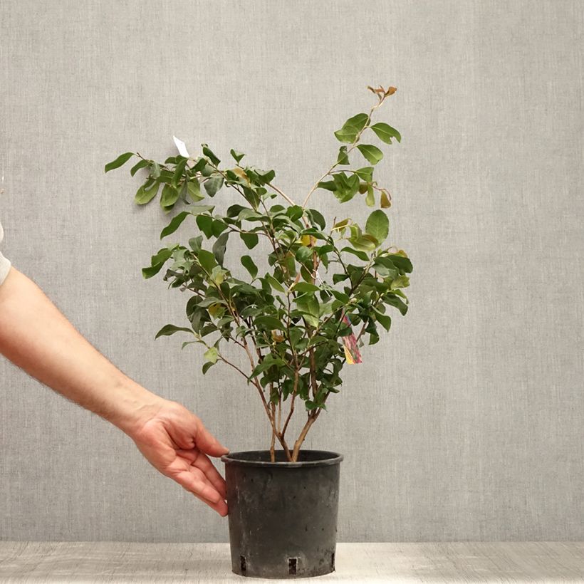 Exemplar von Camellia sasanqua Cleopatra - Herbstblühende Kamelie Topf mit 3L/4L wie im Sommer geliefert