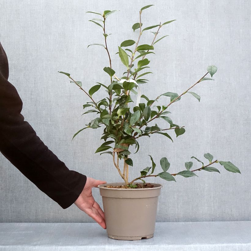 Exemplar von Camellia sasanqua Early Pearly - Herbstblühende Kamelie Topf mit 4L/5LGelieferte Höhe ca. 60/80cm wie im Frühjahr geliefert