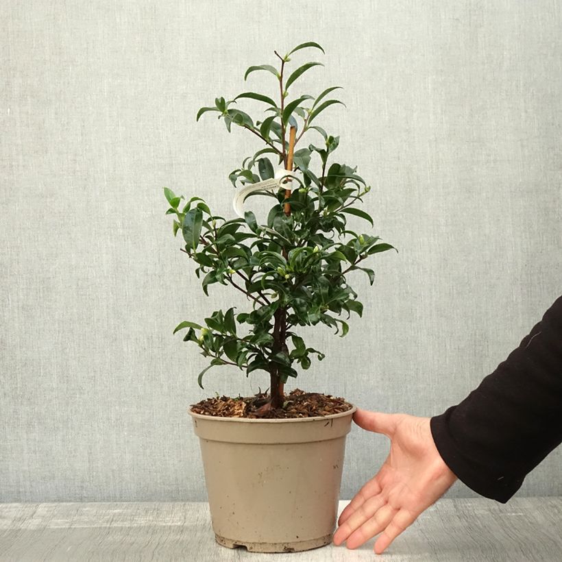 Exemplar von Camellia sasanqua Frosted Star - Herbstblühende Kamelie Topf mit 4L/5L wie im Herbst geliefert