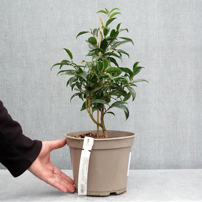 Exemplar von Camellia sasanqua Frosted Star - Herbstblühende Kamelie Topf mit 4L/5LGelieferte Höhe ca. 50/60cm wie im Frühjahr geliefert