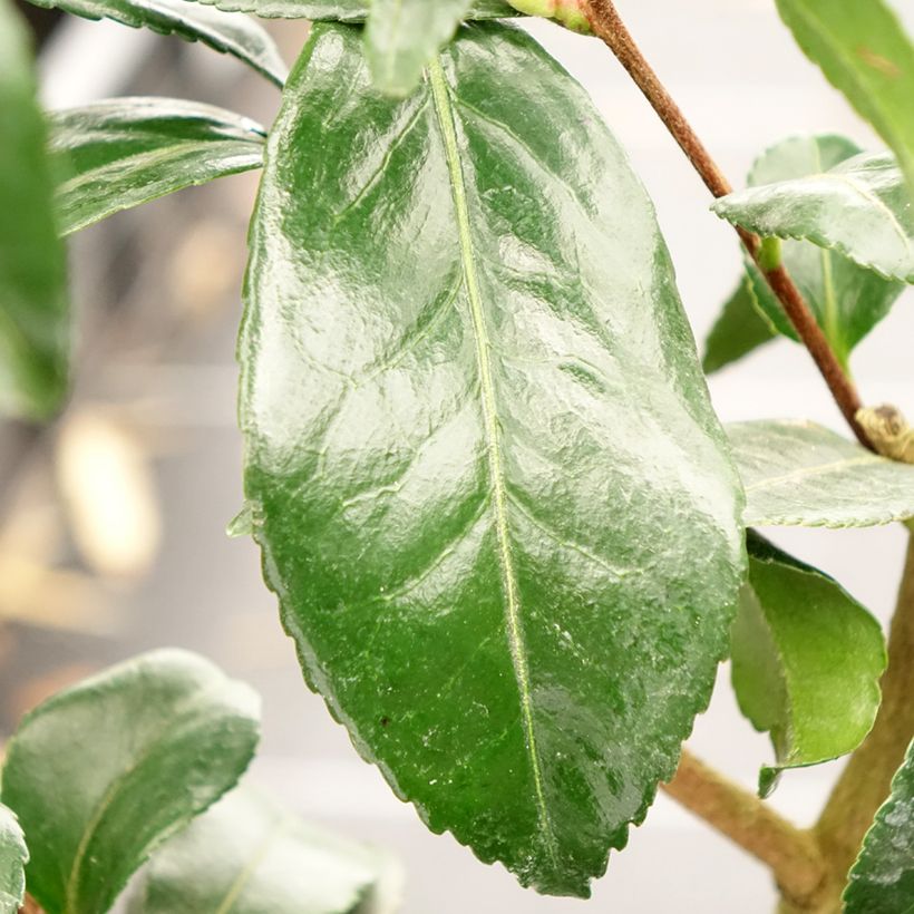 Camellia sasanqua Hinode-Gumo - Herbstblühende Kamelie (Laub)