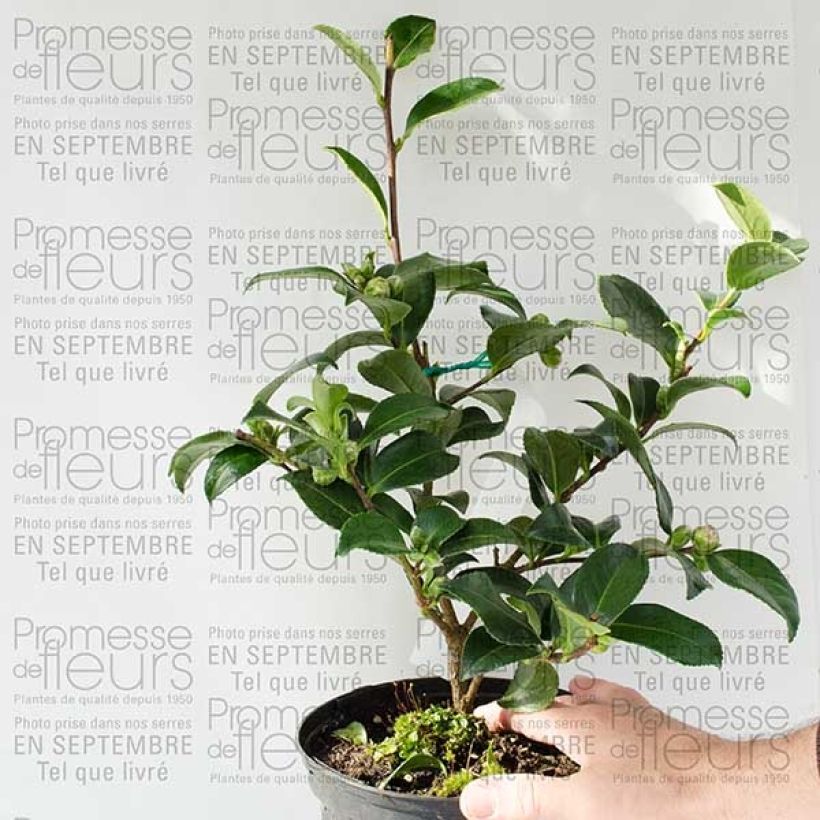Beispiel eines Exemplars von Camellia hiemalis Interlude - Kamelie Topf mit 4L/5L wie geliefert