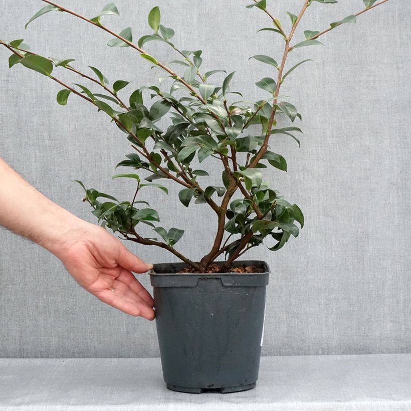 Exemplar von Camellia sasanqua Kanjiro - Herbstblühende Kamelie Topf mit 3L/4LGelieferte Höhe ca. 40/50cm wie im Frühjahr geliefert