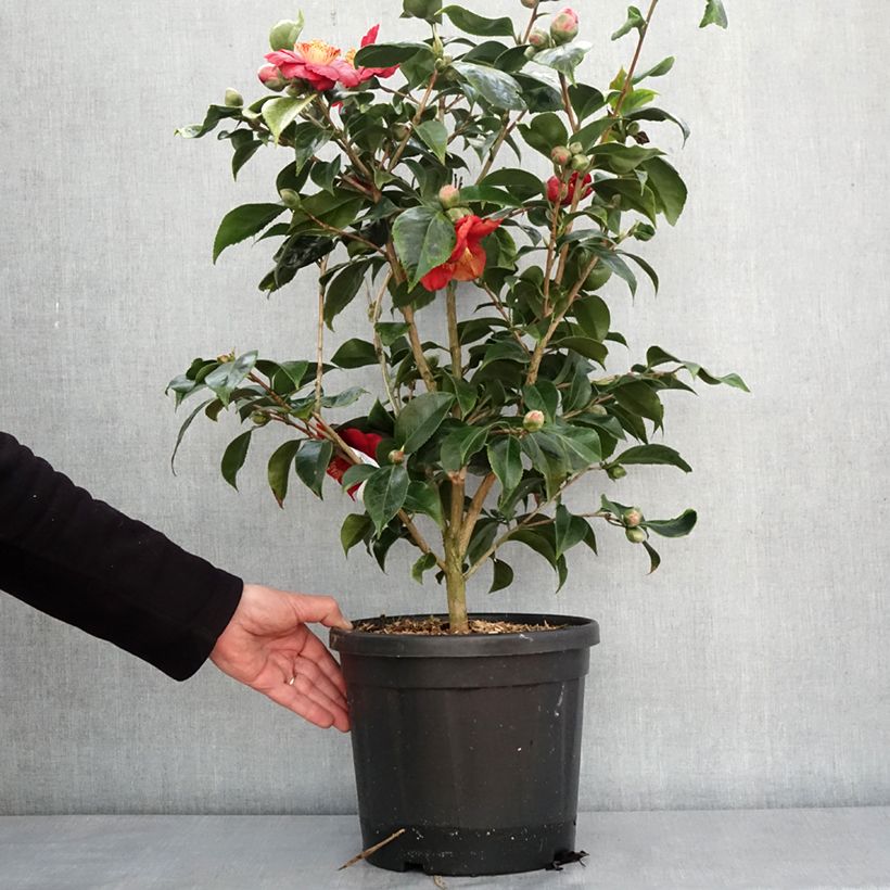Exemplar von Camellia japonica Painter's Palette - Japanische Kamelie Topf mit 4L/5L wie im Winter geliefert