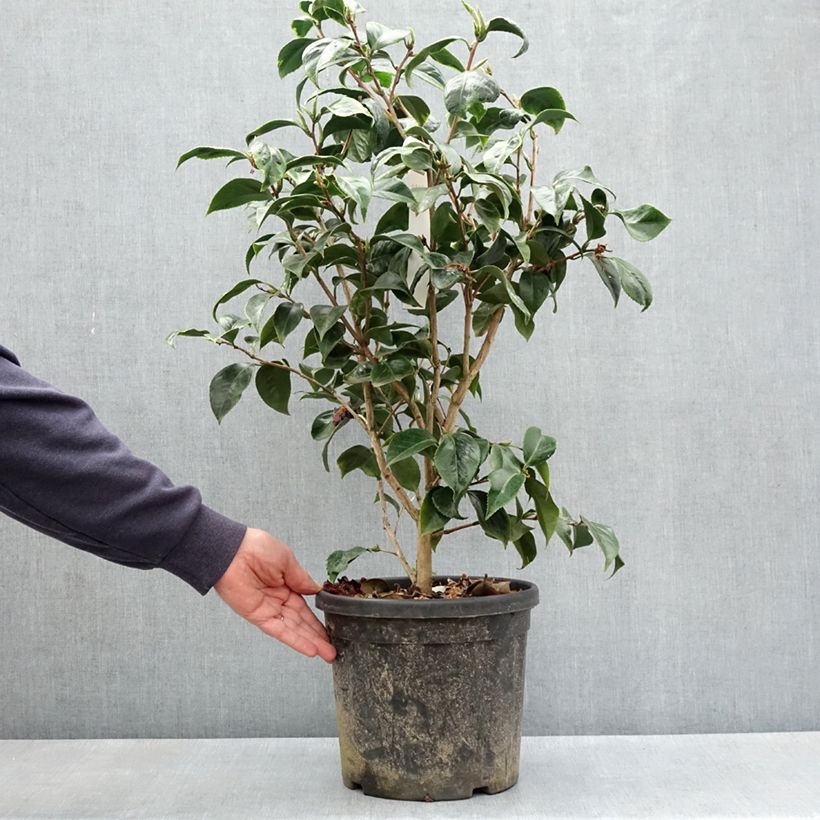 Exemplar von Camellia japonica Painter's Palette - Japanische Kamelie Topf mit 7,5L/10L wie im Frühjahr geliefert