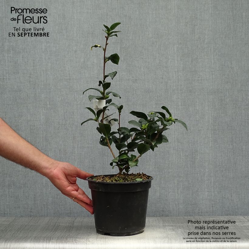 Exemplar von Camellia reticulata Fiesta Grande - Kamelie Topf mit 3L/4L wie im Herbst geliefert