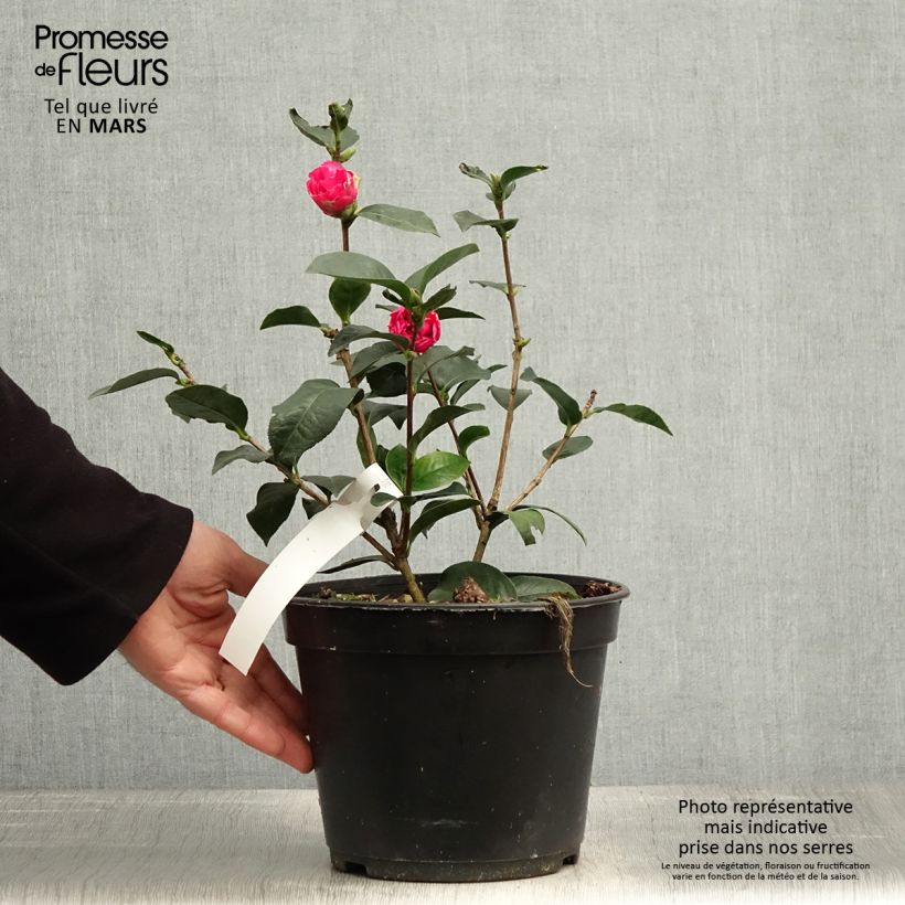Exemplar von Camellia reticulata Fiesta Grande - Kamelie Topf mit 3L/4L wie im Frühjahr geliefert
