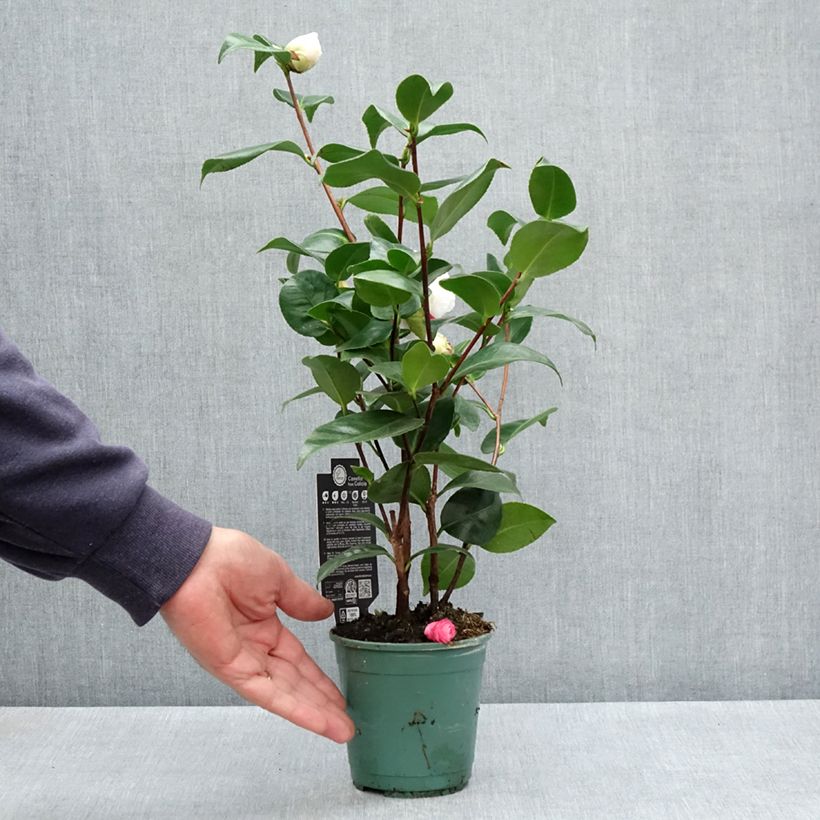 Exemplar von Camellia Margaret Davis - Japanische Kamelie Topf 12 cm / 13 cmGelieferte Höhe ca. 20/30cm wie im Frühjahr geliefert