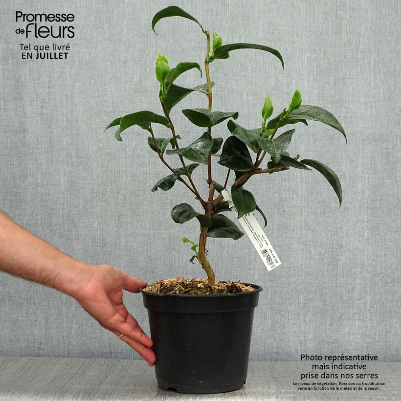 Exemplar von Camellia Marie-Galante - Japanische Kamelie Topf mit 4L/5L wie im Sommer geliefert