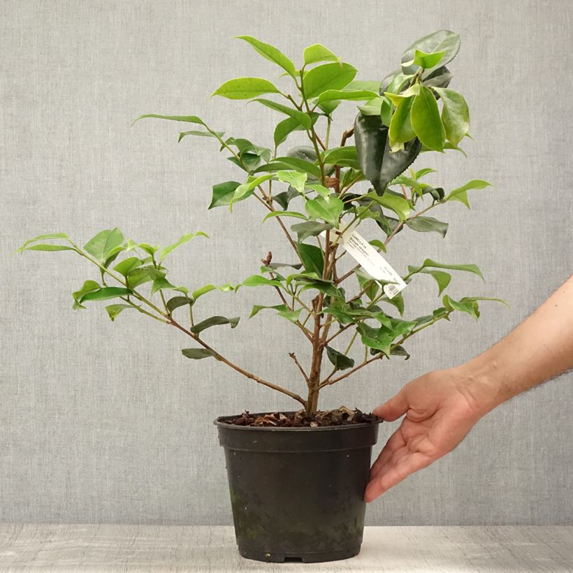 Exemplar von Camellia Midnight Variegated - Japanische Kamelie Topf mit 4L/5L wie im Sommer geliefert