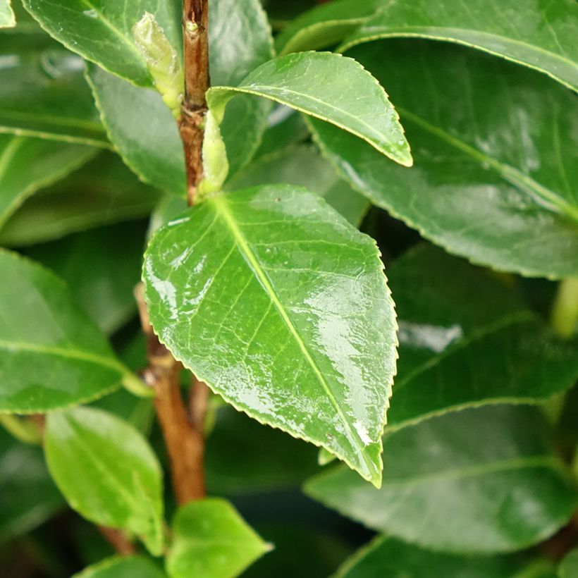 Camellia Mrs Tingley - Japanische Kamelie (Laub)