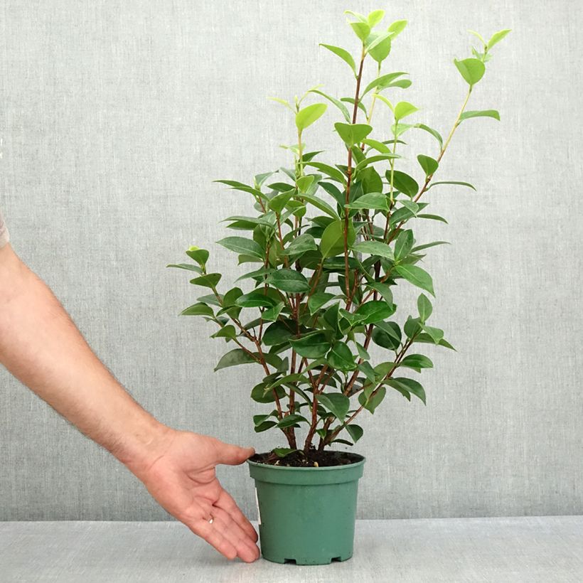 Exemplar von Camellia Mrs Tingley - Japanische Kamelie Topf 12 cm / 13 cm wie im Sommer geliefert