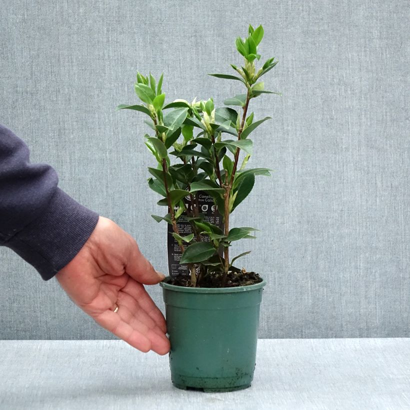 Exemplar von Camellia Mrs Tingley - Japanische Kamelie Topf 12 cm / 13 cmGelieferte Höhe ca. 20/30cm wie im Frühjahr geliefert