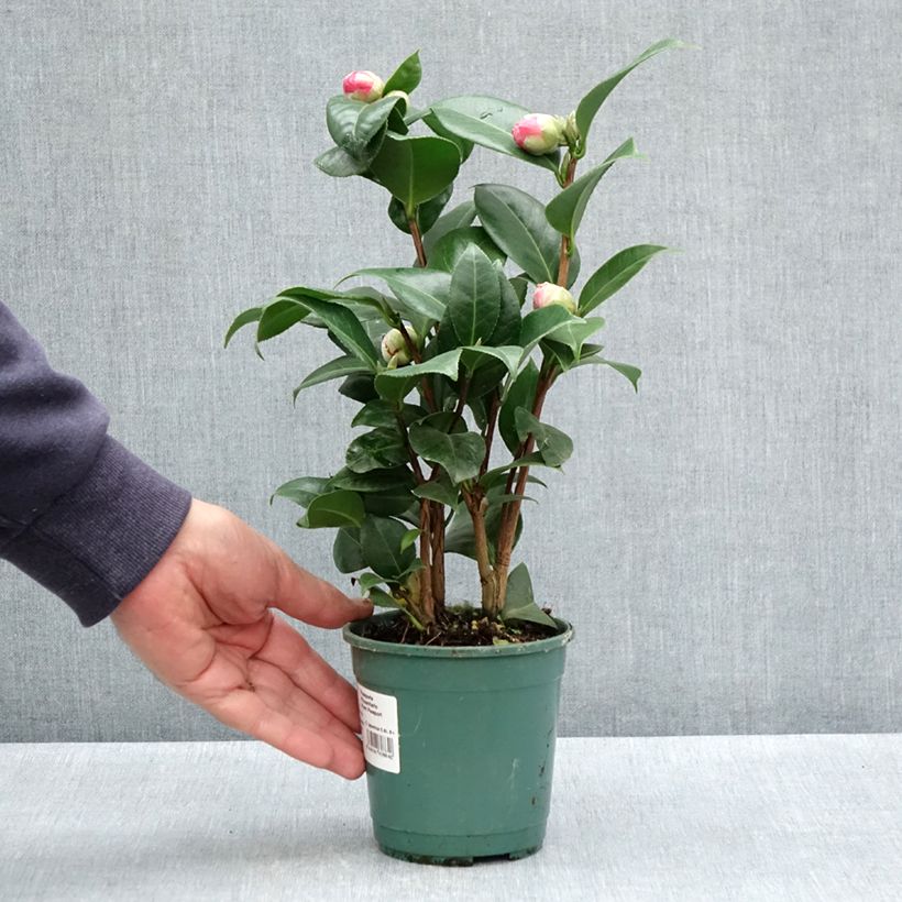 Exemplar von Camellia Nuccio's Cameo - Japanische Kamelie Topf 12 cm / 13 cmGelieferte Höhe ca. 20/30cm wie im Frühjahr geliefert