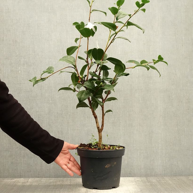 Exemplar von Camellia Nuccio's Cameo - Japanische Kamelie Topf mit 4L/5L wie im Herbst geliefert