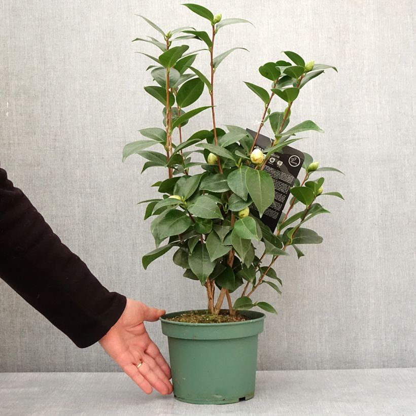 Exemplar von Camellia Nuccio's Gem - Japanische Kamelie Topf mit 2L/3L wie im Winter geliefert