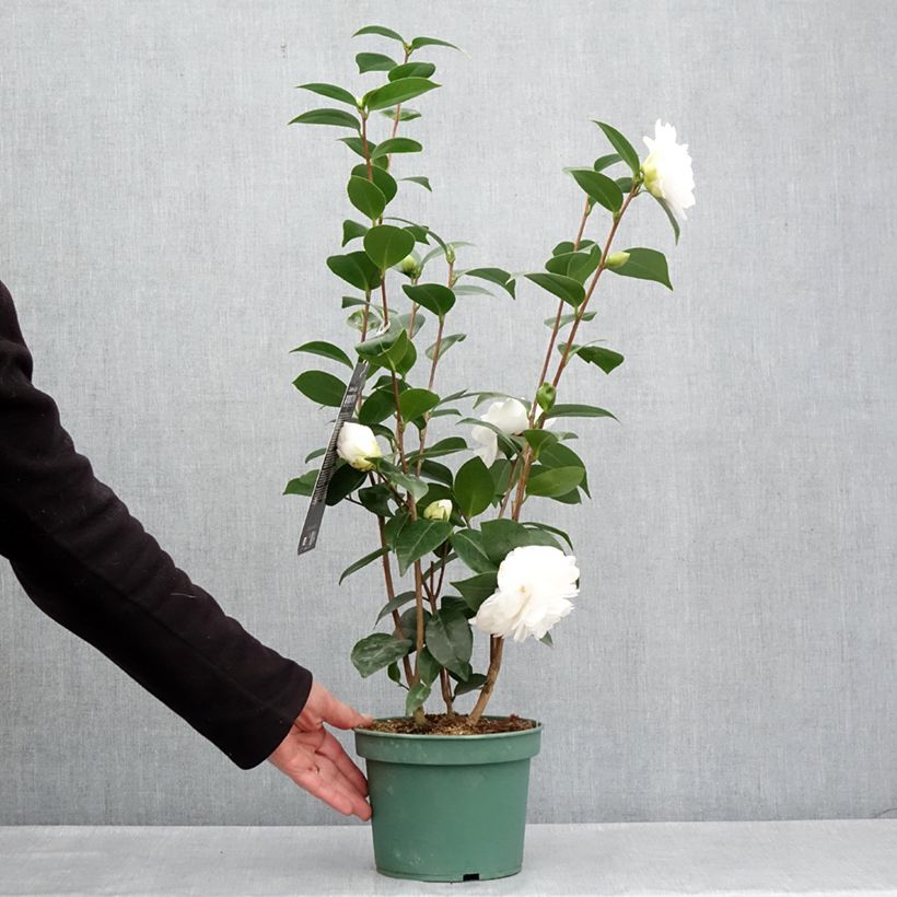Exemplar von Camellia Nuccio's Gem - Japanische Kamelie Topf mit 2L/3LGelieferte Höhe ca. 40/60cm wie im Frühjahr geliefert
