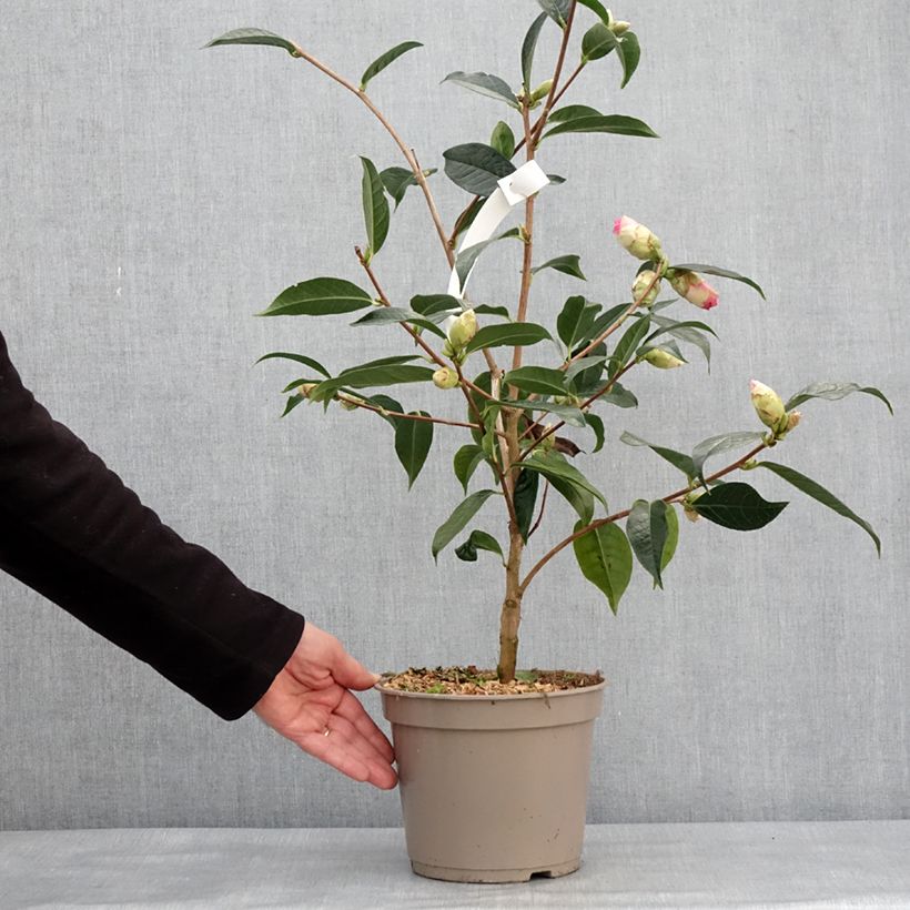 Exemplar von Camellia reticulata China Lady - Kamelie Topf mit 4L/5LGelieferte Höhe ca. 30/40cm wie im Winter geliefert