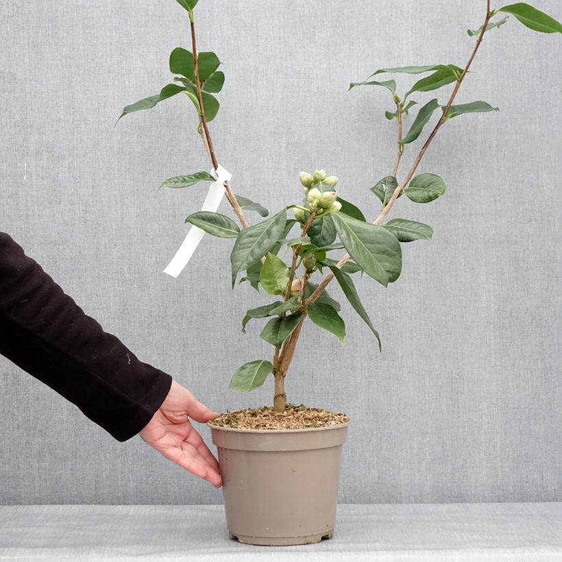 Exemplar von Camellia reticulata Den Burton - Kamelie Topf mit 4L/5L wie im Winter geliefert