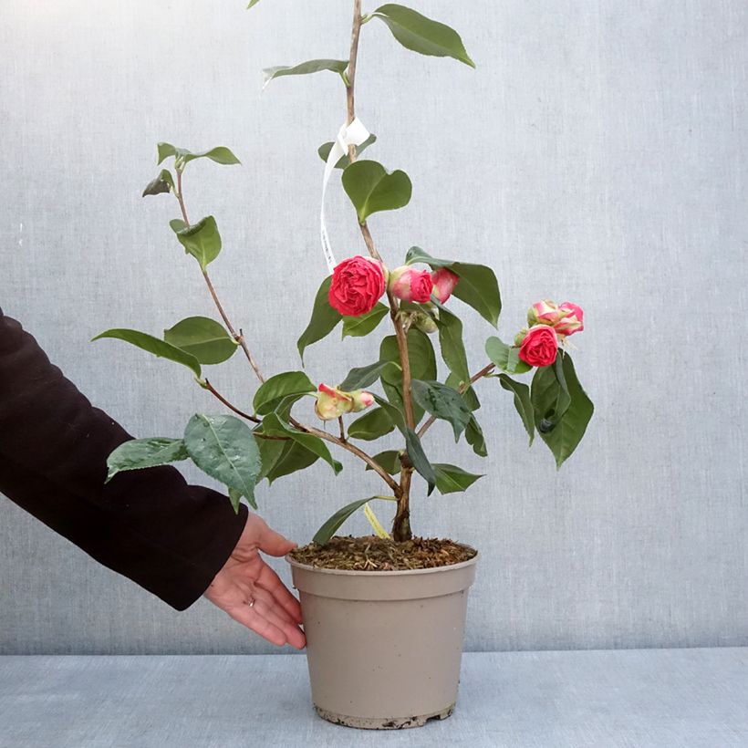 Exemplar von Camellia reticulata Den Burton - Kamelie Topf mit 4L/5LGelieferte Höhe ca. 30/40cm wie im Frühjahr geliefert