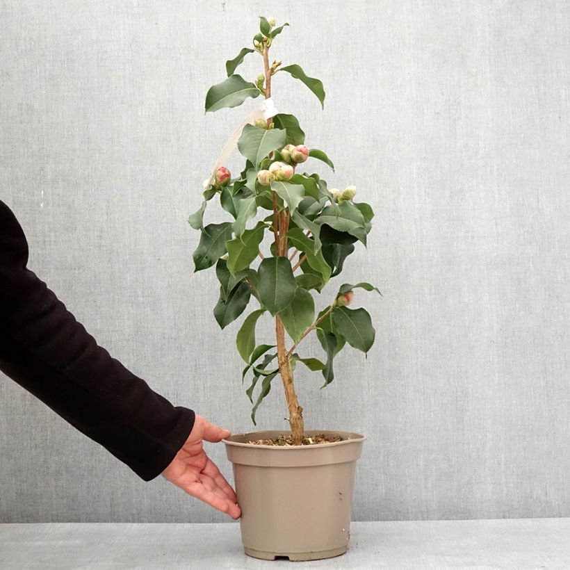 Exemplar von Camellia reticulata Larry Piet - Kamelie Topf mit 4L/5L wie im Winter geliefert