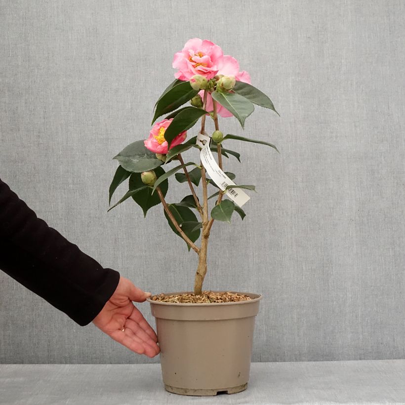 Exemplar von Camellia reticulata Lasca Beauty - Kamelie Topf mit 4L/5L wie im Winter geliefert