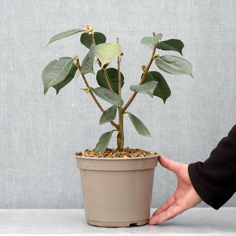 Exemplar von Camellia reticulata Lasca Beauty - Kamelie Topf mit 4L/5LGelieferte Höhe ca. 30/40cm wie im Frühjahr geliefert
