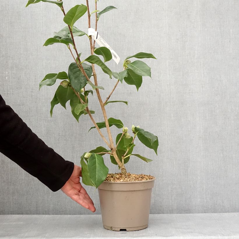 Exemplar von Camellia reticulata Lila Naff - Kamelie Topf mit 4L/5L wie im Winter geliefert