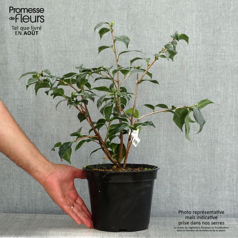 Exemplar von Camellia Robert Lasson - Japanische Kamelie Topf mit 4L/5L wie im Sommer geliefert