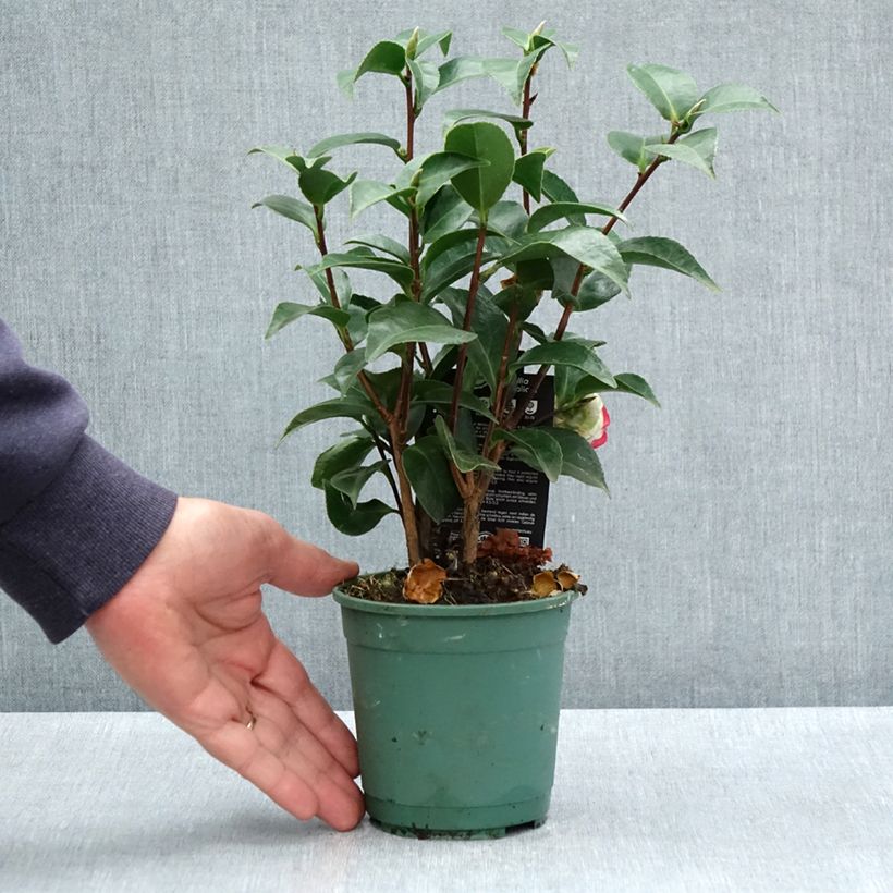 Exemplar von Camellia Roger Hall - Japanische Kamelie Topf 12 cm / 13 cmGelieferte Höhe ca. 20/30cm wie im Frühjahr geliefert