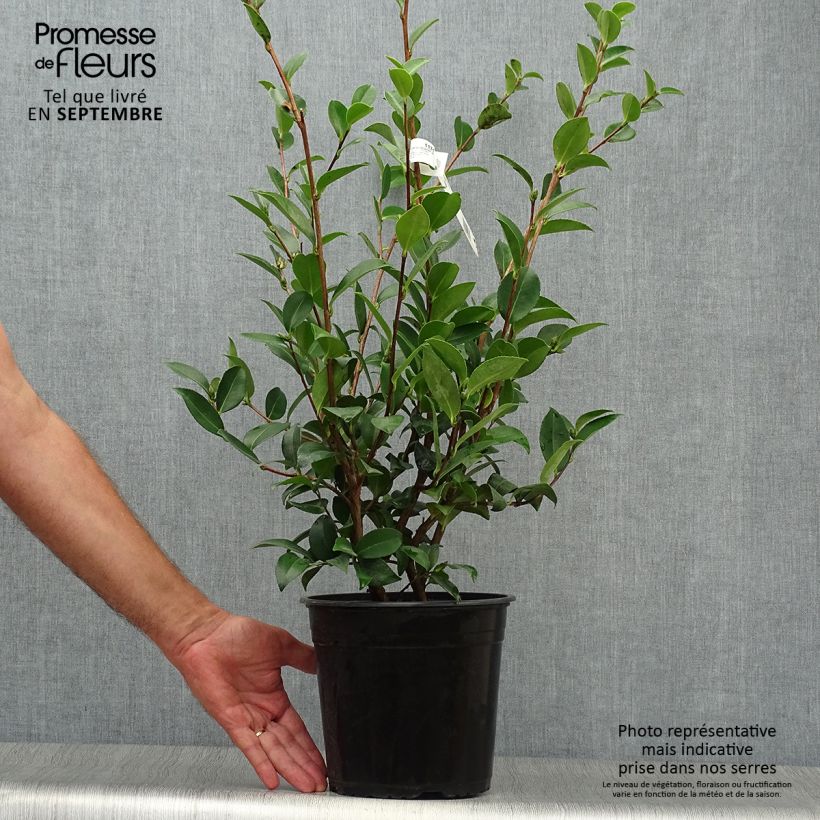 Exemplar von Camellia sasanqua Kanjiro - Herbstblühende Kamelie Topf mit 3L/4L wie im Herbst geliefert
