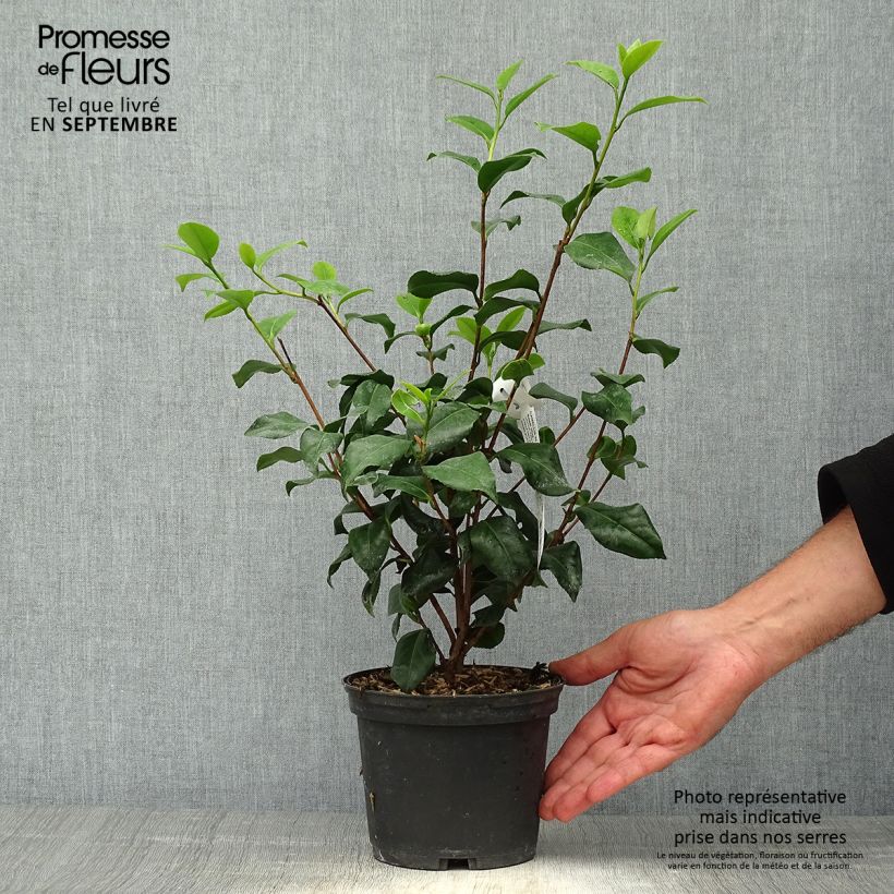Exemplar von Camellia Sweet Olive - Japanische Kamelie Topf mit 2L/3L wie im Herbst geliefert