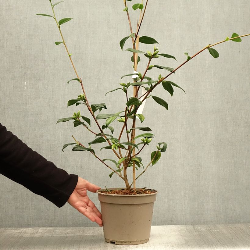 Exemplar von Camellia williamsii Tulip Time - Kamelie Topf mit 4L/5L wie im Herbst geliefert
