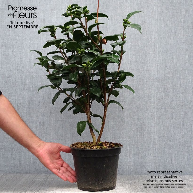 Exemplar von Camellia Valtevareda - Japanische Kamelie Topf mit 4L/5L wie im Herbst geliefert