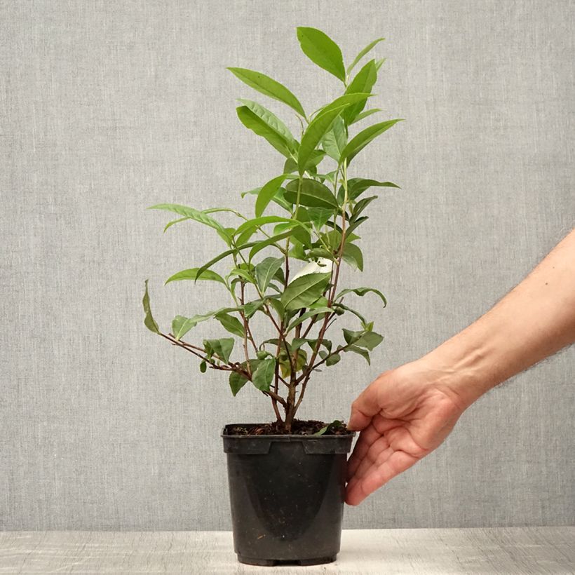 Exemplar von Chinesischer Teestrauch Théojardin - Camellia sinensis Topf mit 2L/3L wie im Sommer geliefert
