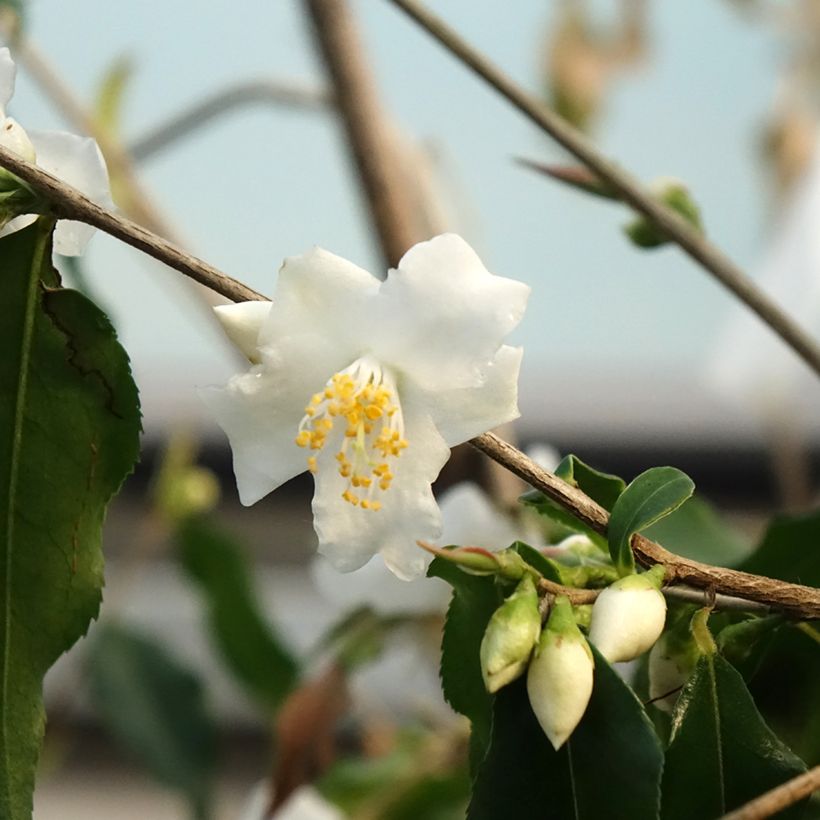 Camellia tsaii (Blüte)