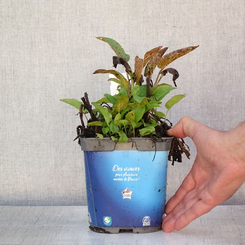 Exemplar von Campanula glomerata Superba - Knäuel-Glockenblume Topf mit 2L/3L wie im Sommer geliefert