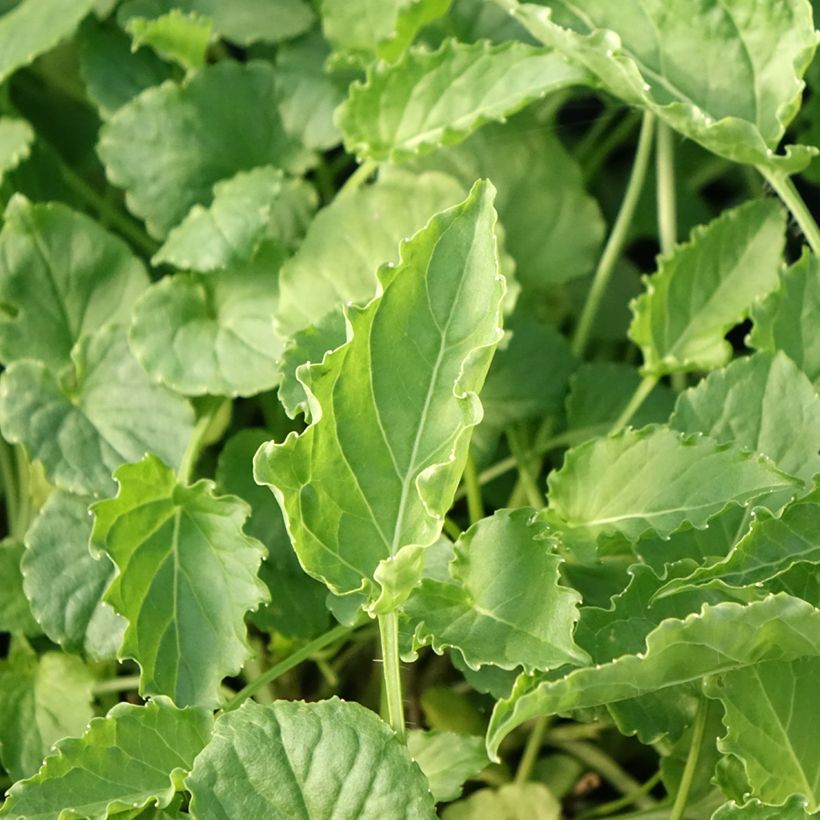 Campanula carpatica Weiße Clips - Karpaten-Glockenblume (Laub)