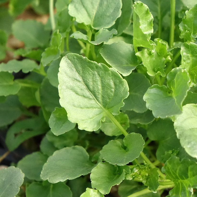 Campanula carpatica Weiße Clips - Karpaten-Glockenblume (Laub)