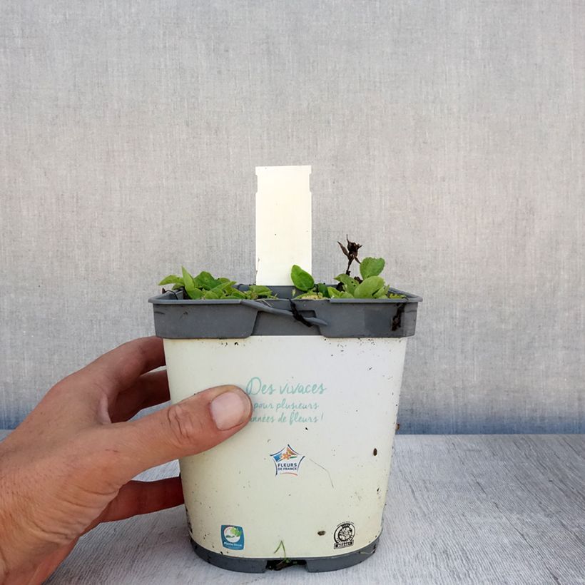 Exemplar von Campanula glomerata Alba - Knäuel-Glockenblume Topf mit 2L/3L wie im Sommer geliefert