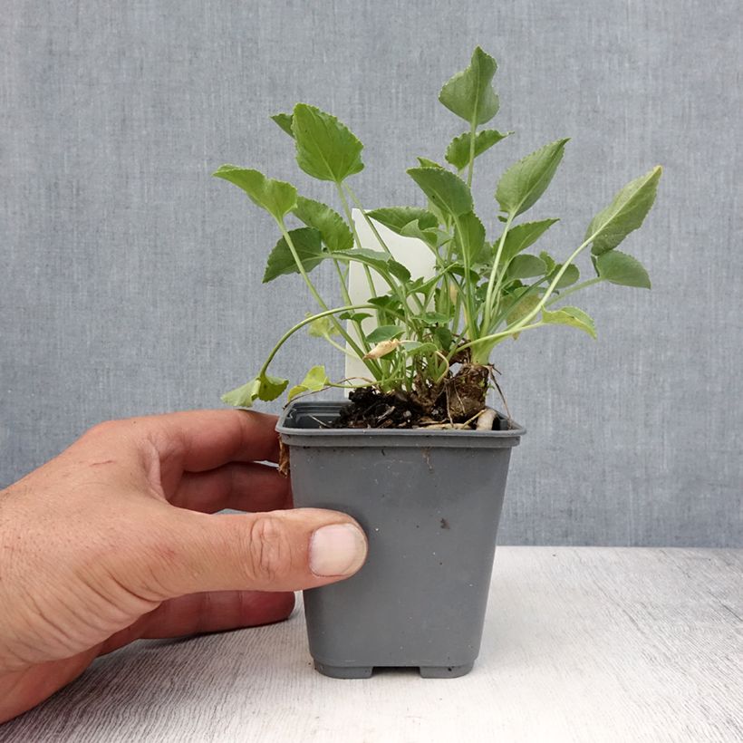 Exemplar von Campanula pyramidalis Alba - Pyramiden-Glockenblume Kleine Töpfe von 8/9 cm wie im Sommer geliefert