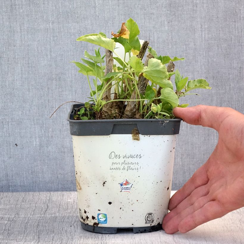 Exemplar von Campanula pyramidalis Alba - Pyramiden-Glockenblume Topf mit 2L/3L wie im Sommer geliefert