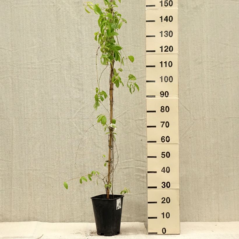 Exemplar von Campsis capreolata - Trompetenblume Topf mit 6L/7L wie im Sommer geliefert