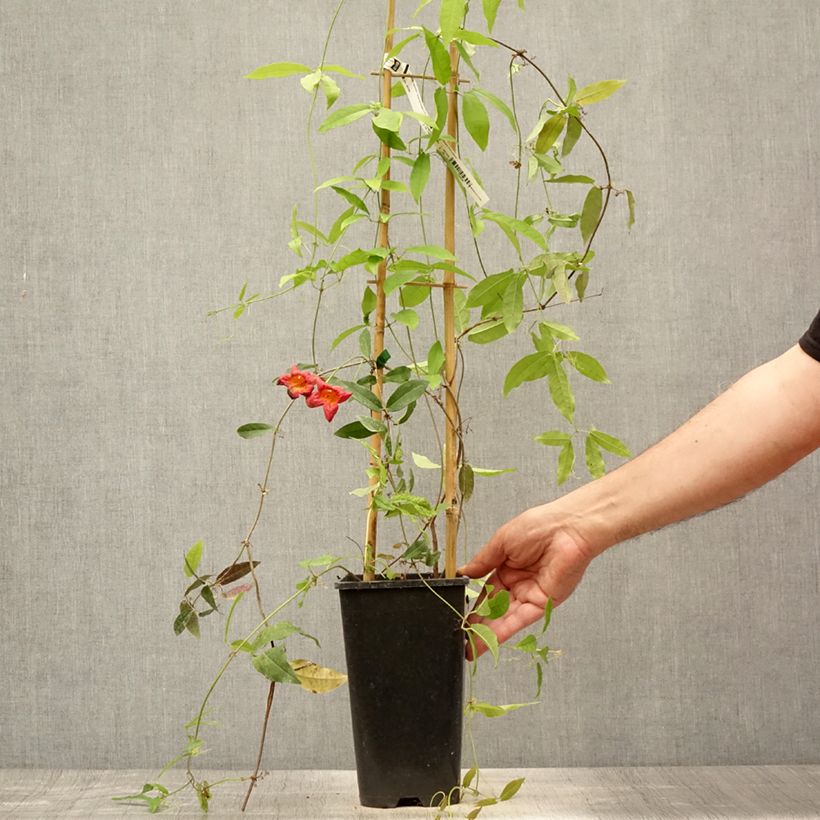 Exemplar von Campsis capreolata Tangerine Beauty - Trompetenblume Topf mit 2L/3L wie im Sommer geliefert