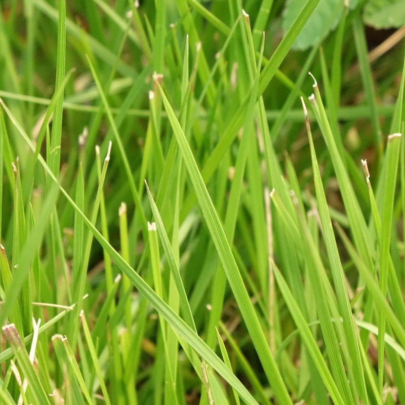 Rasen-Schmiele Tauträger - Deschampsia caespitosa (Laub)