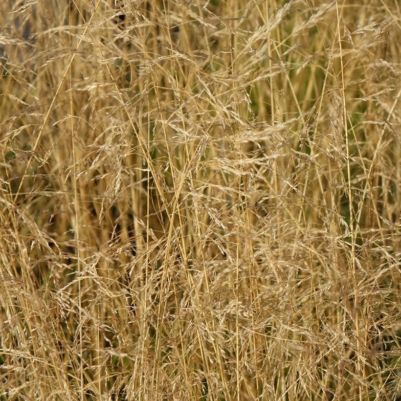Rasen-Schmiele Vivipara - Deschampsia caespitosa (Blüte)