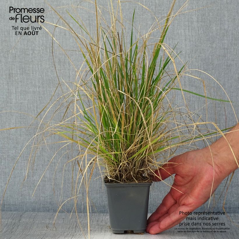 Exemplar von Rasen-Schmiele Vivipara - Deschampsia caespitosa Kleine Töpfe von 8/9 cm wie im Sommer geliefert