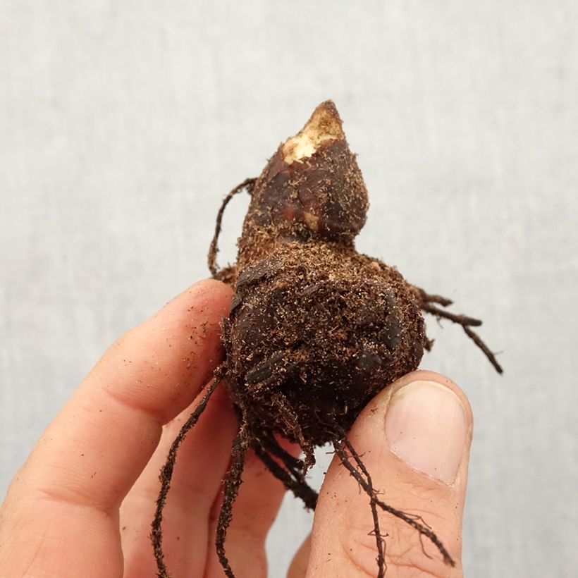 Exemplar von Blumenrohr Lucifer - Canna Zwiebel Kaliber/Größe I wie im Frühjahr geliefert
