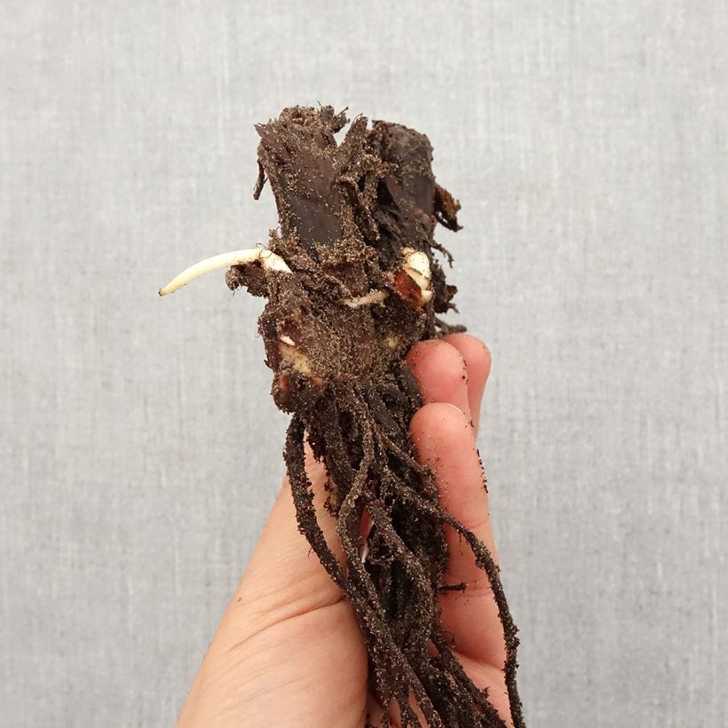 Exemplar von Blumenrohr Queen Charlotte - Canna Zwiebel Kaliber/Größe I wie im Frühjahr geliefert