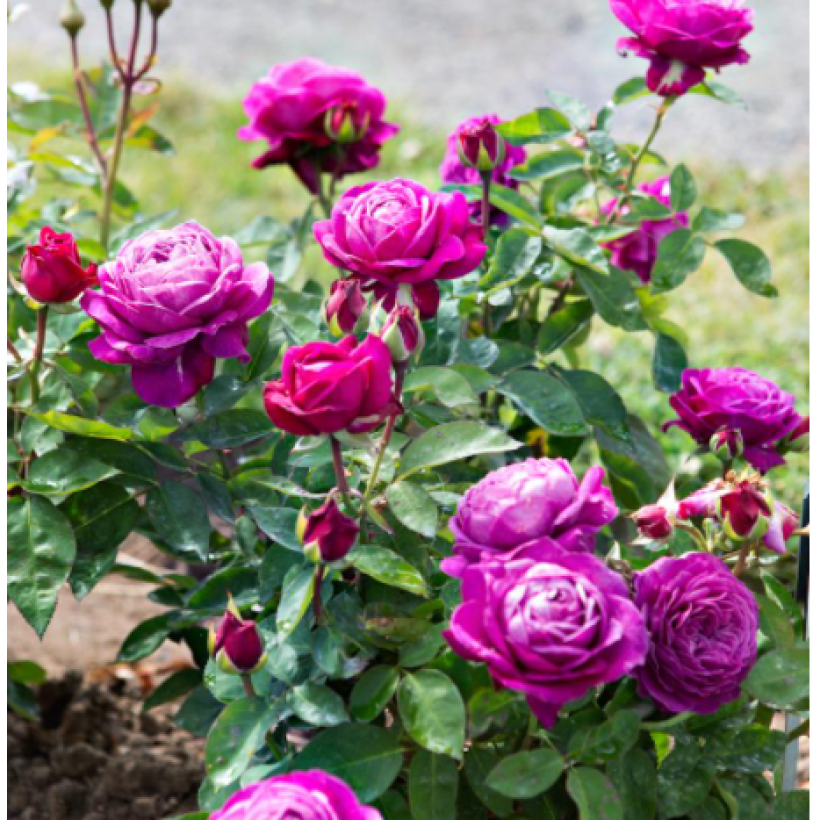 Rosa polyantha Heidi Klum (Hafen)